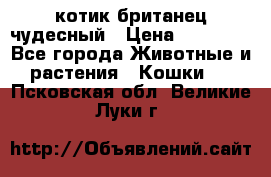 котик британец чудесный › Цена ­ 12 000 - Все города Животные и растения » Кошки   . Псковская обл.,Великие Луки г.